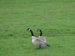 wild geese on the meadow