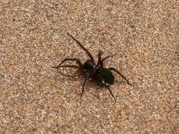 black spider in the sand
