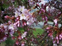 spring flowering of the shrubs