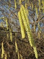 common hazel shrubs