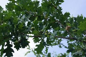 green oak tree in summer