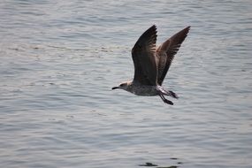 seagull with raised wings flies over the sea