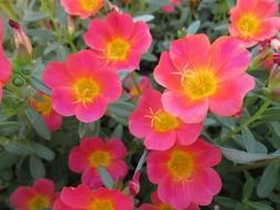 closeup photo of cute little pink flowers in the garden