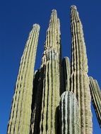 cactus in the desert of Arizona