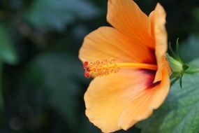 mallow blossom