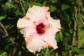 light pink hibiscus in the bright sun