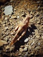 brown grasshopper insect