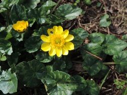 bright yellow forest flower