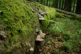 tree fungus green beech