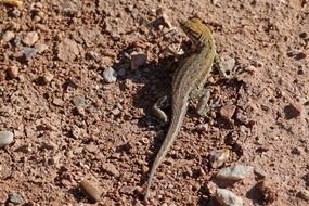 desert iguana lizard in the sun close-up