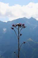 mountain flower in summer against the background of the mountains