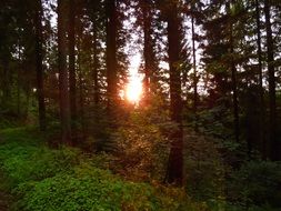 rays of the evening sun in the forest