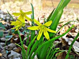 flower yellow green