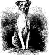 sitting dog, illustration