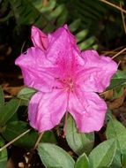 pink azalea flower in the garden