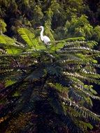 white heron on a tropical plant