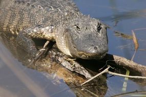 Colorful alligator sunning in the water with plants