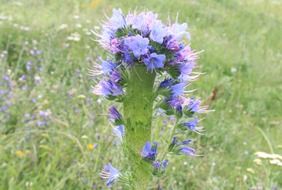 plant with blue flowers among meadow