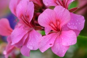 bright pink flowers in water drops