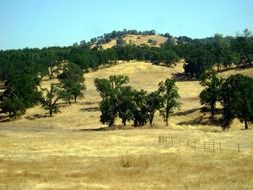 green trees on yellow hills, usa, california, latrobe