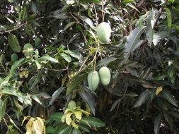 green mango fruit on tree