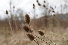 thistles dry withered plant macro photo
