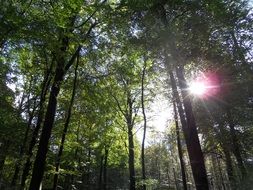 forest at the sunlight