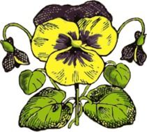 pansy flower as an illustration