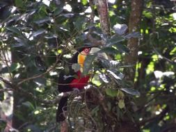 Toucan on a tree branch with green leaves