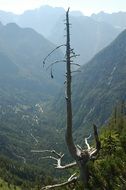 tree dead landscape, slovenia