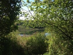 view through green trees to the lake in summer