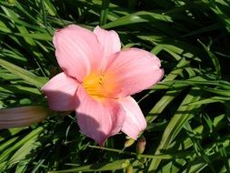 pink lily on green leaves close up
