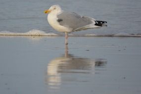 reflection of a seagull on wet sand