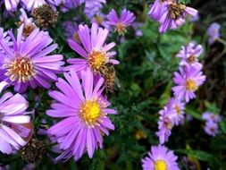 bee on a natural flowers