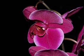 orchid close-up