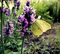 butterfly on gonepteryx rhamni