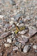 grasshopper among stones close-up