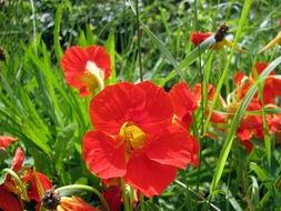 red flowers in the meadow under the bright sun