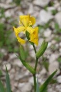 yellow iris in summer