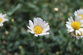 white daisies on a forest lawn