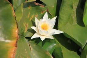 water lily with sharp petals on the lake