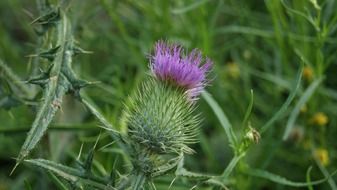 thistle blossom and thorns