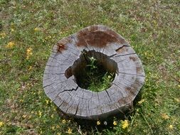 Cuted wood on rhodope mountains