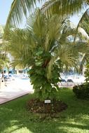green palm trees on the hotel lawn