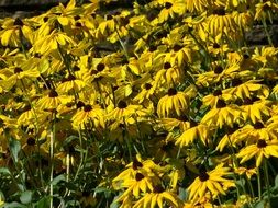 cute black eyed susan flower