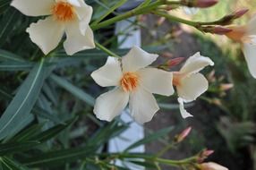 flower white and yellow