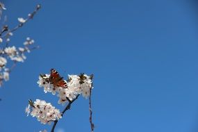 butterfly on the spring flower