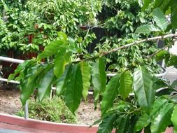 coffee tree leaves