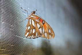 Colorful butterfly in the wildlife