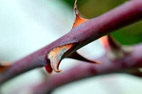 rose thorns close up